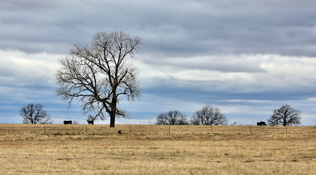 Trees fill the landscape in Ada, Oklahoma